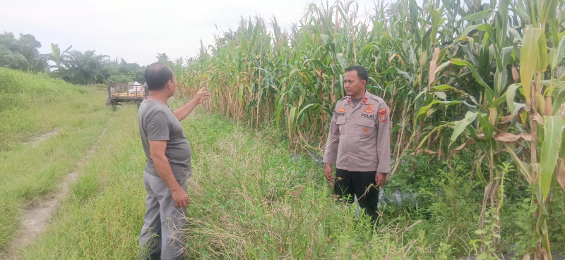 Kapolsek Teluk Meranti Cek Lahan Jagung Warga, Dukung Swasembada dan Ketahanan Pangan Nasional