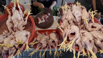 Kementan Buka Kesalahan Hitung Kebutuhan Impor Daging Ayam