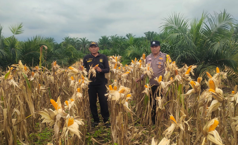 Bhabinkamtibmas Polsek Kandis Tingkatkan Pendampingan Petani Jelang Panen Jagung Tumpang Sari di Kampung SamSam