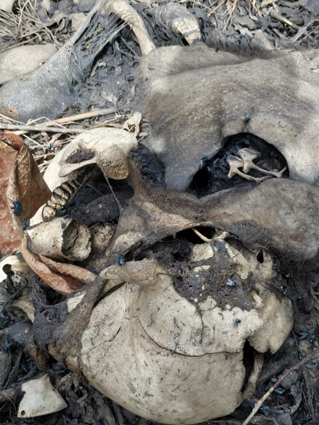 Dalam 5 Tahun Terakhir, 38 Gajah Sumatra Mati di Aceh
