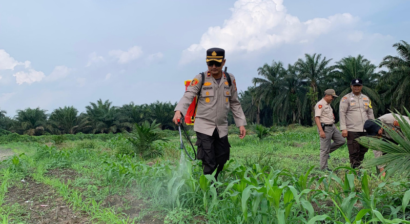 Penyemprotan Gulma, Kapolsek Kandis Bersama Petani Turun Langsung Rawat Jagung Program Ketahanan Pangan