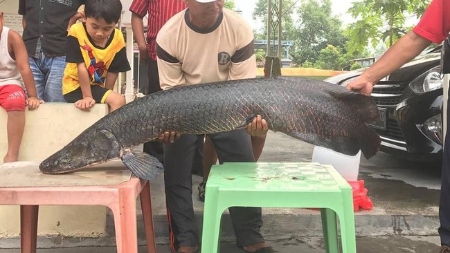 Seluruh Ikan Arapaima di Sungai Brantas Berhasil Ditangkap