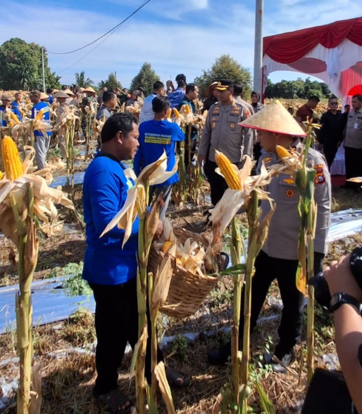 Panen Raya Jagung di Riau, PLN Siagakan Pasokan Listrik Aman dan Andal