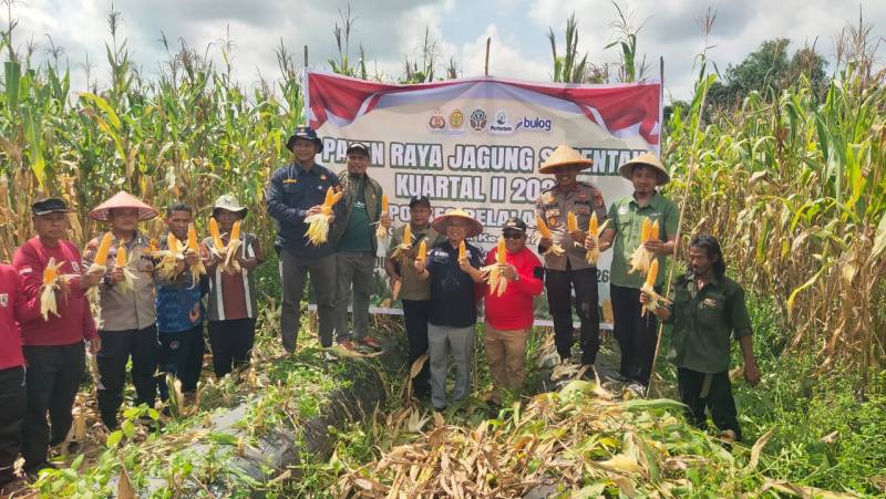 Polsek Teluk Meranti Panen Raya Jagung di Desa Kuala Panduk, Wujud Dukungan Swasembada Pangan 2026
