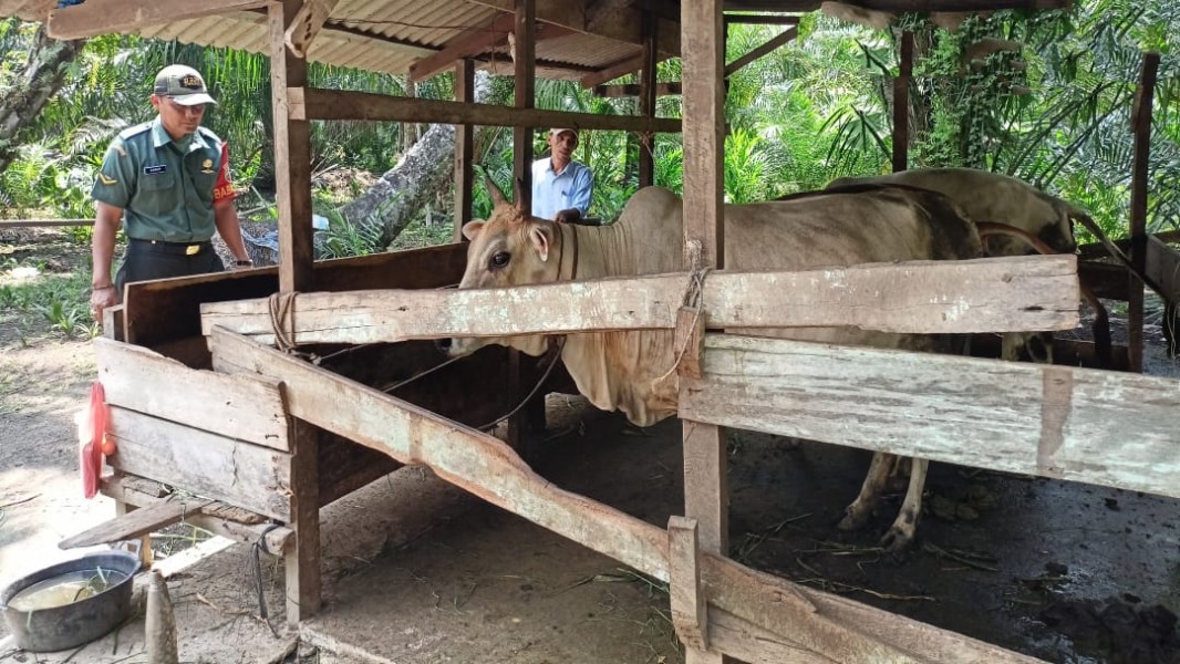 Kembali, Babinsa Koramil 01/Bangko Cek Penyakit mulut dan kuku Sapi Peternak