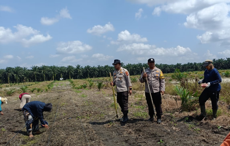 Polsek Kandis Optimalkan Pengelolaan Budidaya Jagung Bersama Kelompok Tani Jambai Makmur