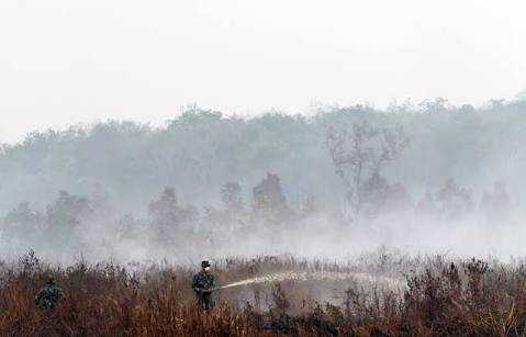 Jokowi: Pembakar Hutan Harus Dihukum Pidana maupun Perdata