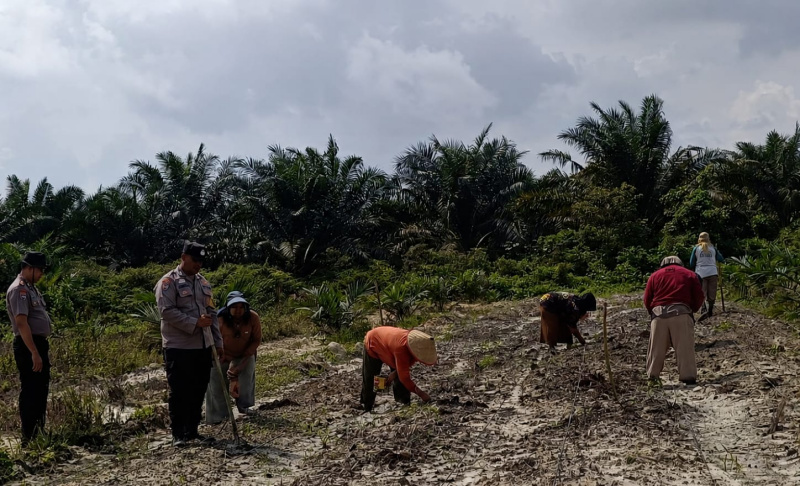 Lahan Ketahanan Pangan Polsek Kandis Terus Berkembang, Harapan Nyata Kelompok Tani Ayu Makmur