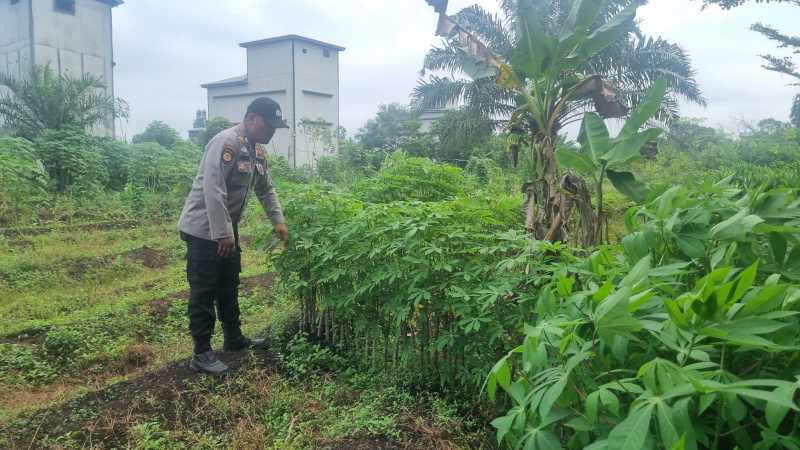 Bhabinkamtibmas Polsek Teluk Meranti Monitoring Budidaya Cabai di Wilayah Binaan, Dukungan Swasembada Pangan