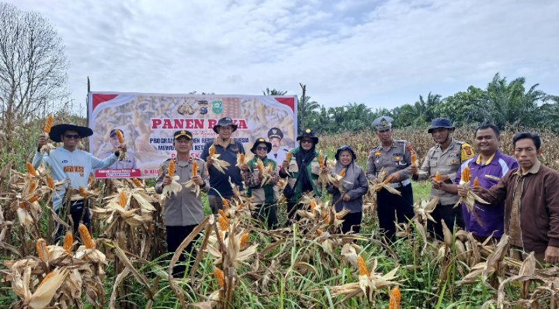 Polsek Kandis Polres Siak Panen Raya Jagung Dukung Program Ketahanan Pangan Nasional