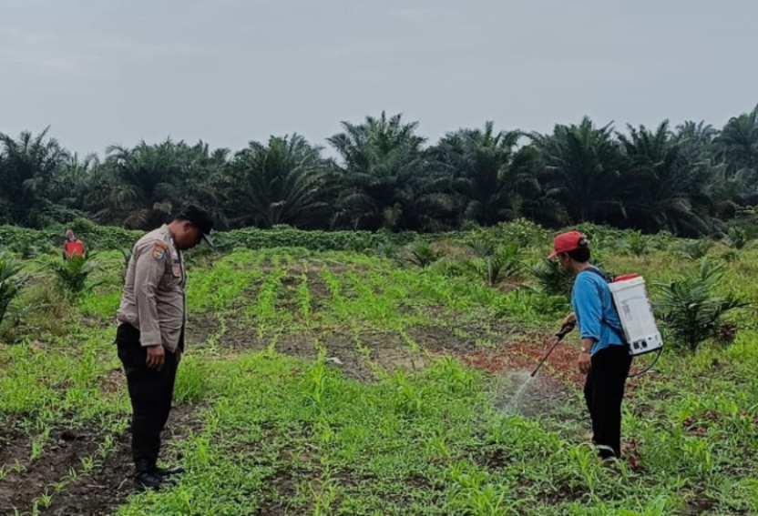 Bhabinkamtibmas Polsek Kandis dan Petani Lakukan Penyemprotan Jagung Mencegah Hama dan Penyakit