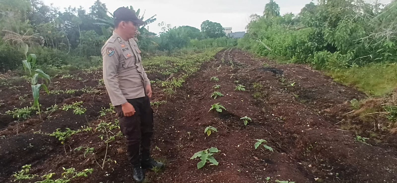 Personel Polsek Teluk Meranti Cek Ketahanan Pangan di Lahan Mapolsek, Ada Jagung, Semangka dan Cabai