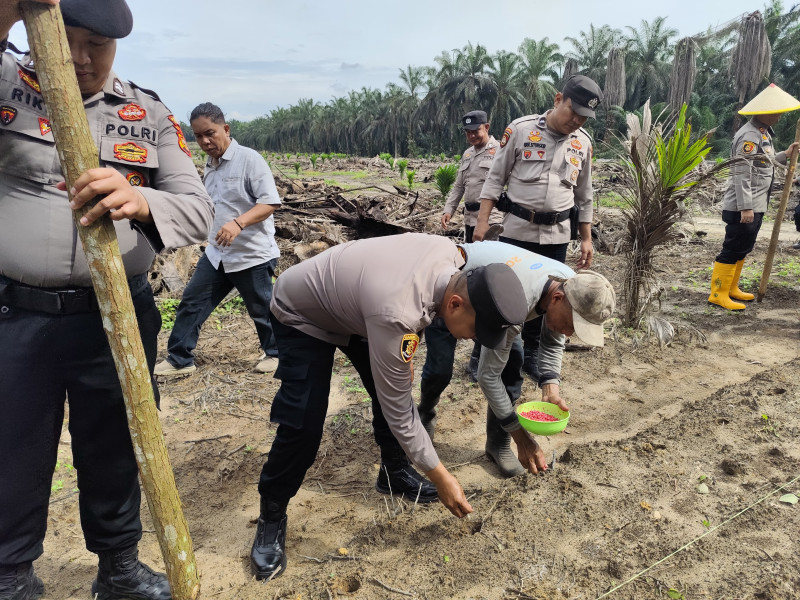 Dukung Program Ketahanan Pangan Nasional, Polsek Bukit Kapur Tanam Benih Jagung