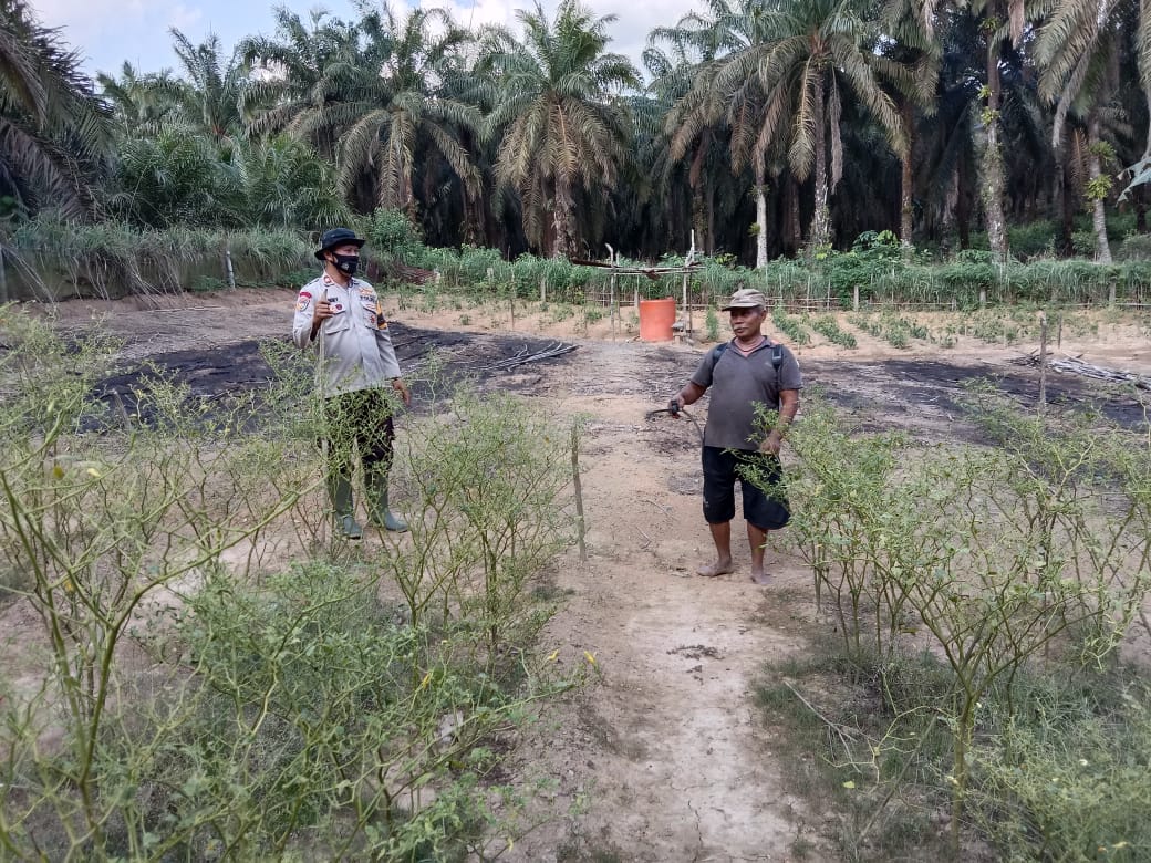 Polsek Pangkalan Lesung Pantau Kebun Ketahanan Pangan di Desa Mulya Subur