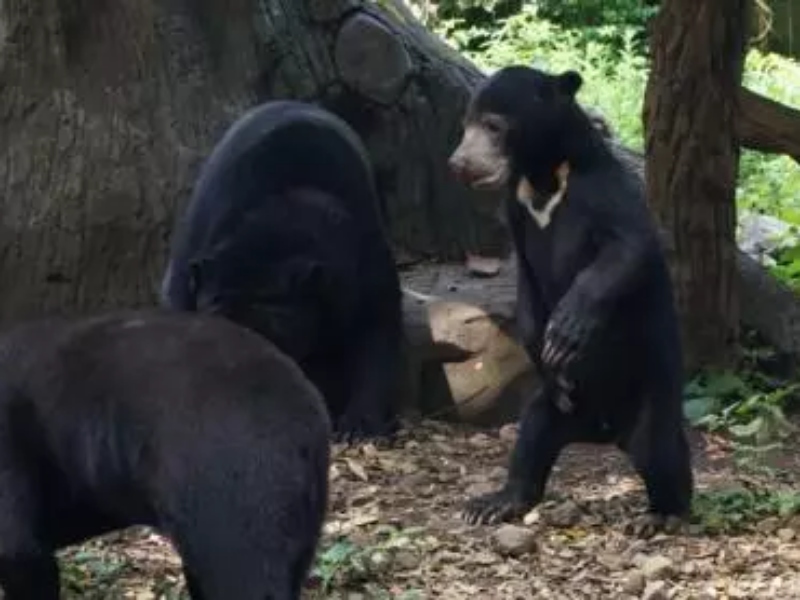 Tim Gabungan Bekuk Kawanan Pemburu Beruang Madu di Lampung