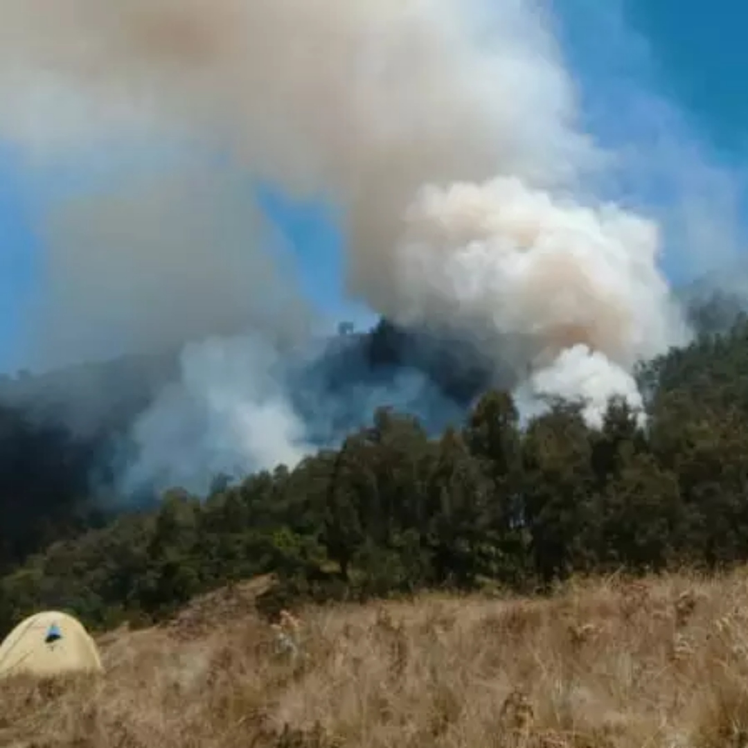 Puluhan Hektar Hutan Bukit Suligi Riau Terbakar