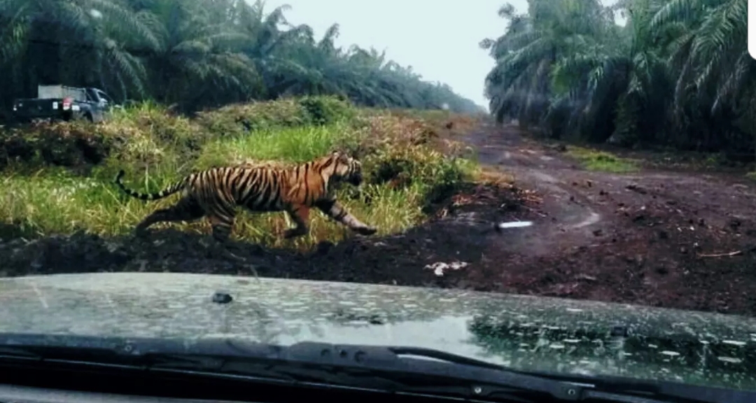 Mencekam, Harimau Bonita Menghilang Usai Roboh Kena Peluru Bius
