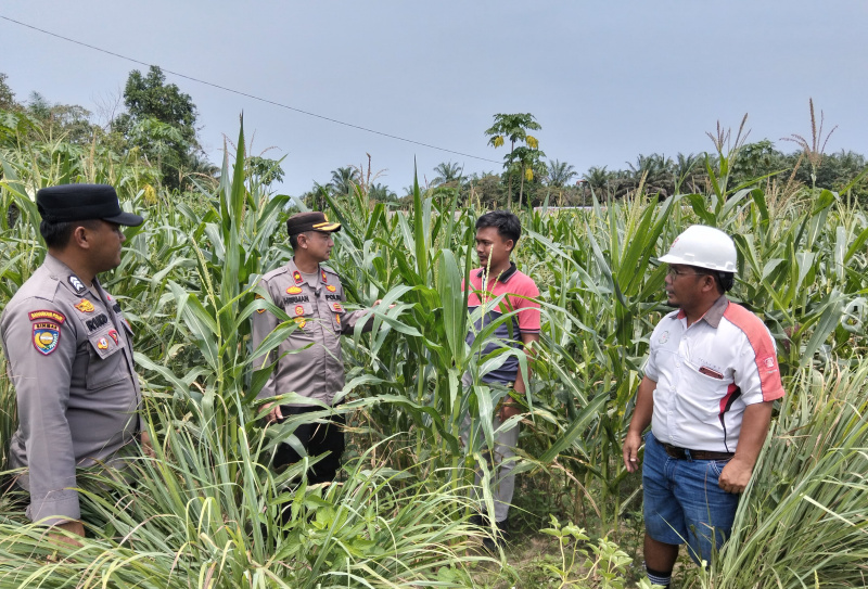 Polsek Kandis Bersama Yayasan Sakai Mandiri Panen Raya Jagung Pipil, Wujudkan Program Ketahanan Pangan