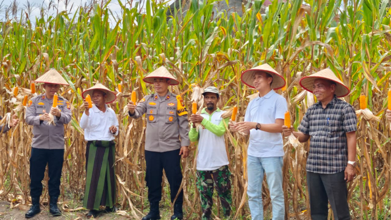 Panen Raya Jagung Pipil di Ponpes Nurul Huda LBJ, Dukung Ketahanan Pangan 2025