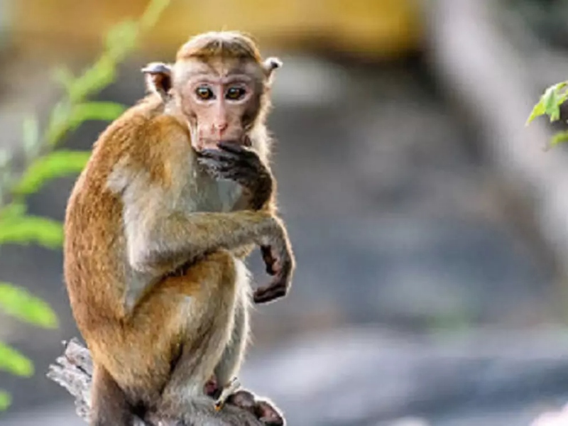 Monyet Berulah Sepanjang Waktu, Ibadah Puasa Warga Meranti Terganggu