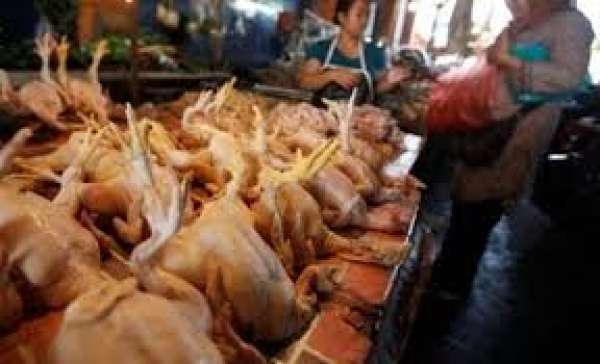 Harga Ayam di Pekanbaru Turun