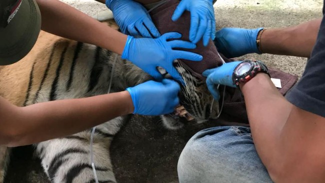 Harimau Bonita Jalani Operasi Tumor di Perutnya