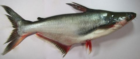 Kebijakan Susi Larang Impor Ikan Patin Bikin Pengusaha Lokal Untung