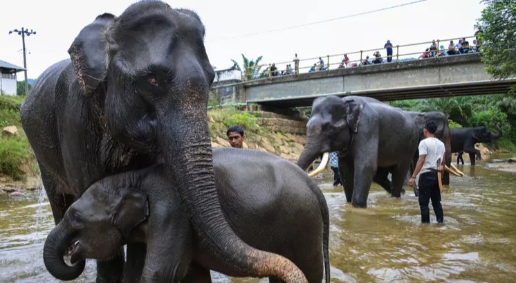 Tol Pekanbaru - Dumai Akan Punya 6 Perlintasan Khusus Gajah