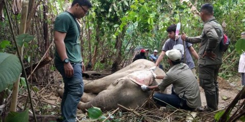 Lagi, Gajah di Aceh Mati Akibat Jerat