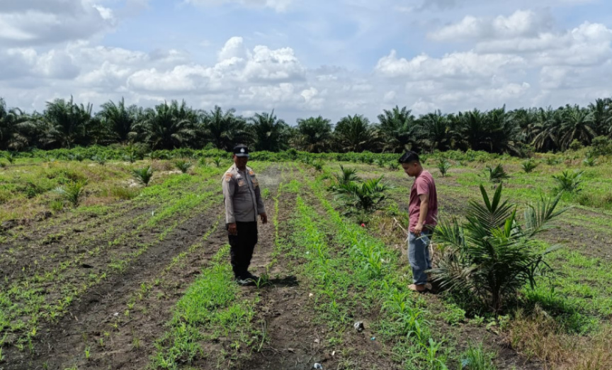 Mengawal Ketahanan Pangan, Bhabinkamtibmas Polsek Kandis Aktif Memantau Tanaman Jagung