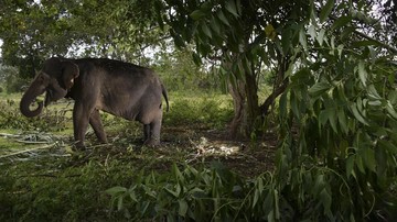 Gajah Tersapu Banjir Bandang di Thailand, 6 Mati