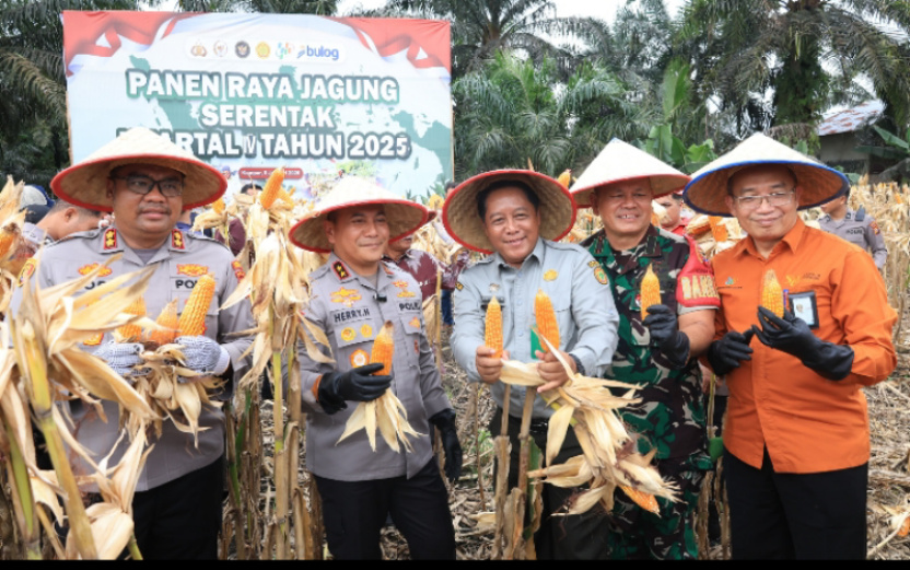 Panen Raya Jagung di Kampar, Kapolda Riau Hadir Mendukung Petani Lokal
