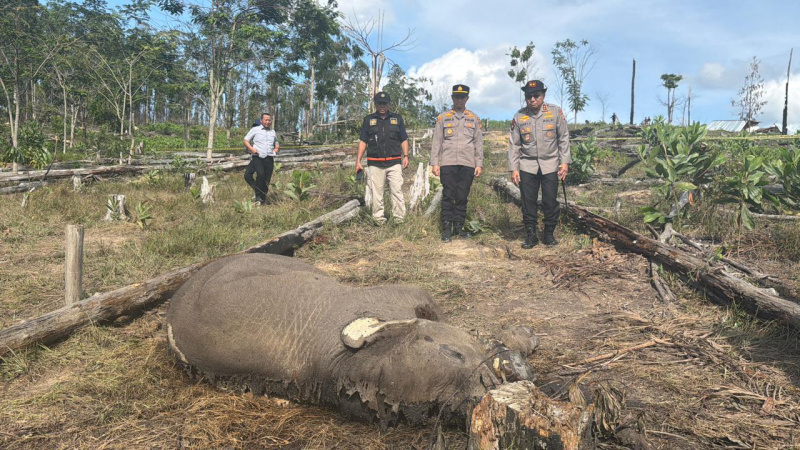 Kasus Anak Gajah Mati di TNTN, Ditreskrimsus Polda Riau Tetapkan Pemilik Lahan sebagai Tersangka