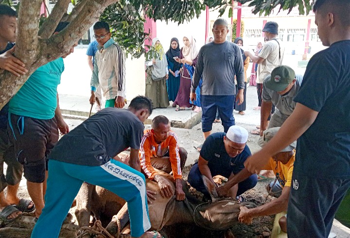 Idul Adha 1446 H, SMAN 13 Pekanbaru Potong Hewan Kurban 3 Ekor Sapi
