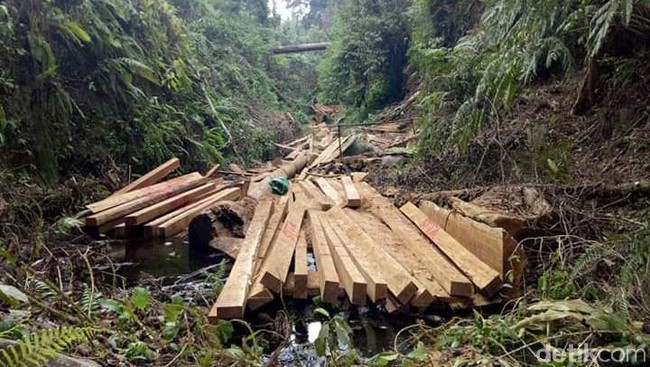 Pelaku Illegal Logging di Suaka Margasatwa Pelalawan Sudah 3 Pekan Diintai