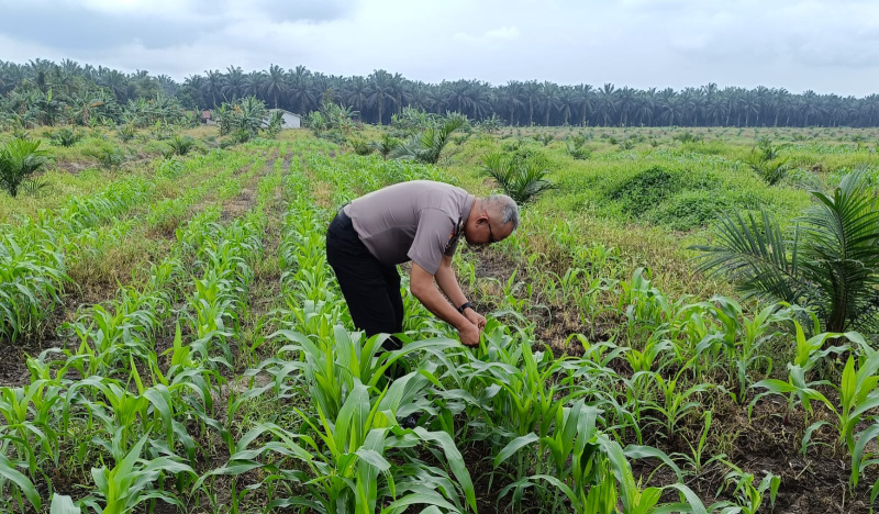 Pendampingan Rutin, Kanit Binmas Polsek Kandis Turun Langsung Memantau Pertumbuhan Tanaman Jagung