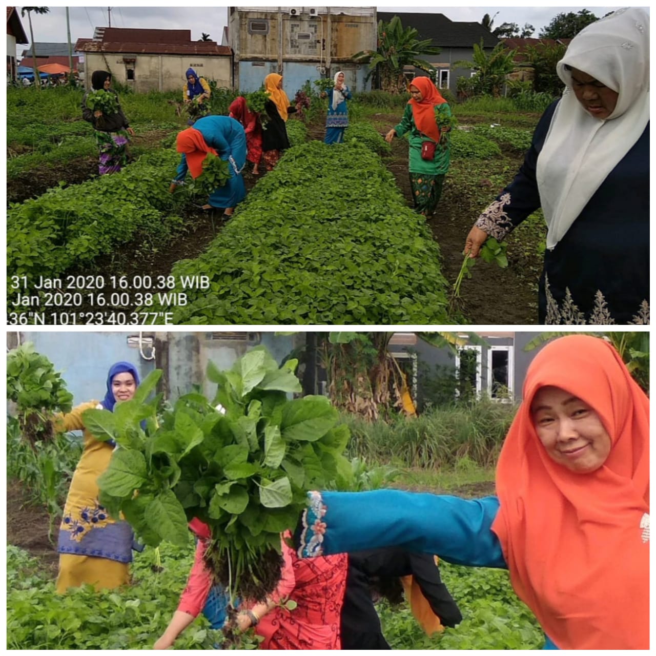Program Pertanian Masuk Sekolah,  SMAN 15 Pekanbaru Panen Bayam 200 Kg