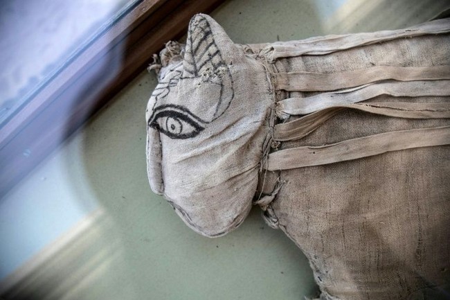 Mumi Anak Singa dari Mesir Kuno Diungkap ke Publik
