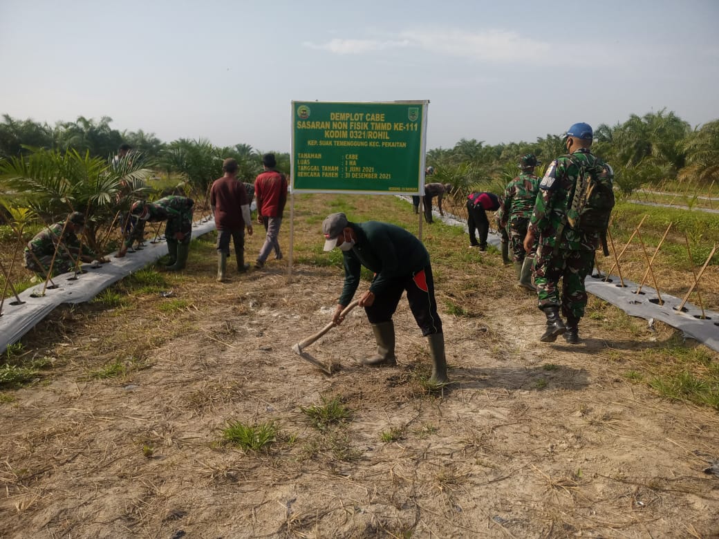 Bercocok Tanam, Satgas TMMD ke-111 Bersama Masyarakat Lakukan Bertani Tumpang Sari