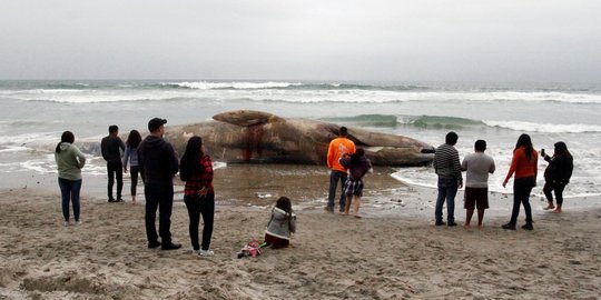 Bangkai paus seberat 13,5 ton terdampar di Pantai Kuala Bagok