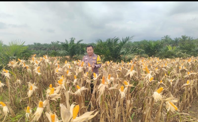 Bhabinkamtibmas Polsek Kandis Pantau Berkala Perkembangan Tanaman Jagung di Kampung SamSam