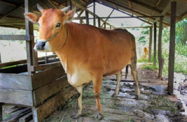 ternak sapi yang di persiapkan untuk kebutuhan selama bulan puasa dan lebaran
