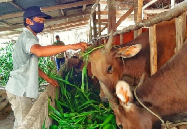 Para peternak sapi optimis ketersedian daging tercukupi hingga lebaran